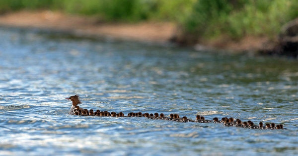 1 Hen, 76 Ducklings: What’s the Deal With This Picture?
